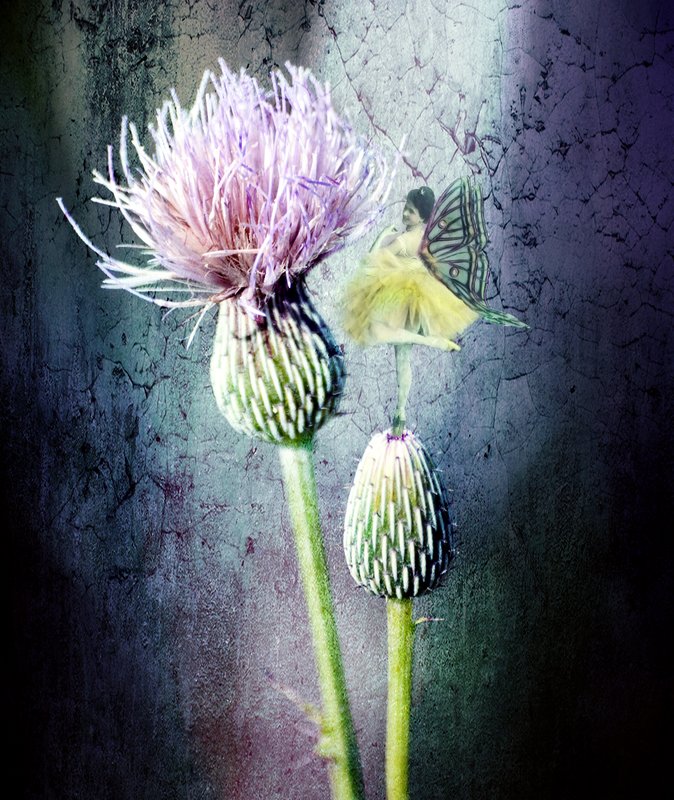 Dance Upon the Thistle.jpg :: A tiny faerie is spotted dancing upon the flower of Scotland.