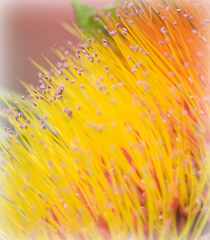 Dancing in a Field of Yellow.jpg :: Join me for a dance.