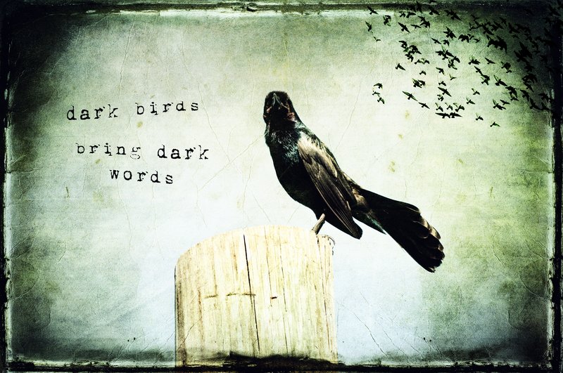 Dark Birds Bring Dark Words.jpg :: ©2011 LKG Photography