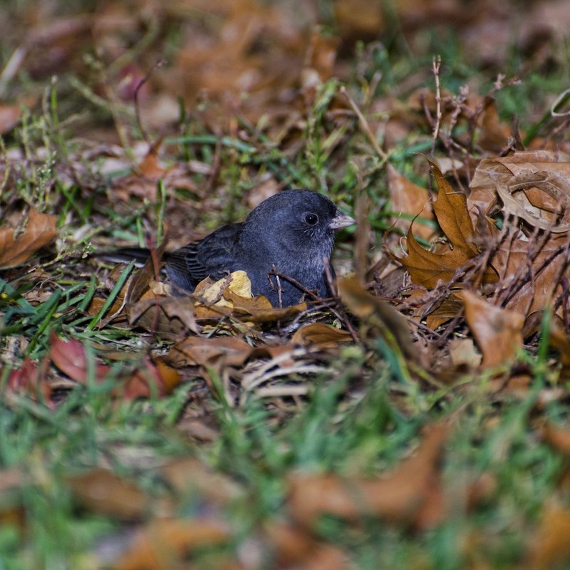 Dark Eyed Junco 2.jpg :: ©2012 LKG Photography