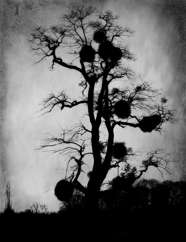 Deep into that Darkness.jpg :: Deep into that darkness peering, long I stood there wondering, fearing, doubting, dreaming dreams no mortals ever dared to dream before.
Edgar Allan Poe, The Raven