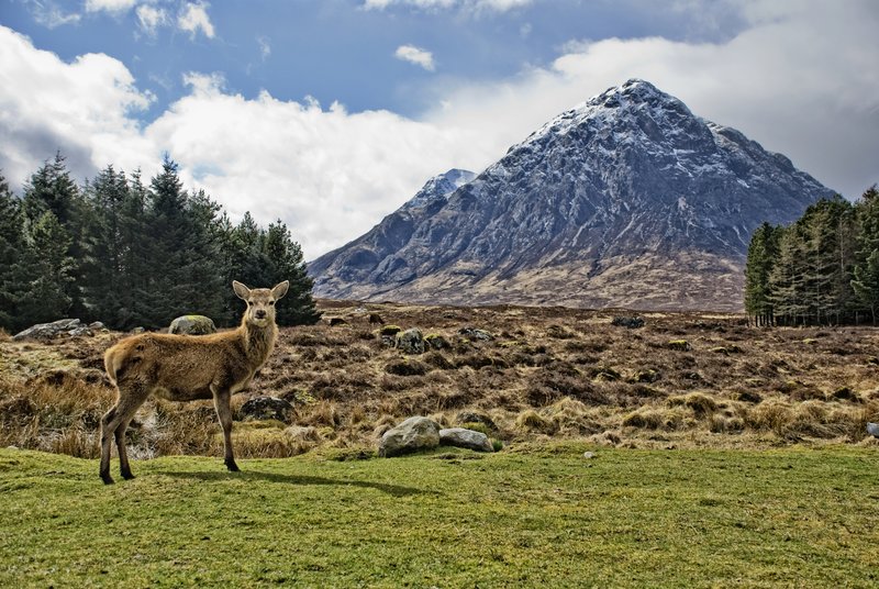 Deer with Buachaille Etive Mr.jpg :: Scottish Highlands