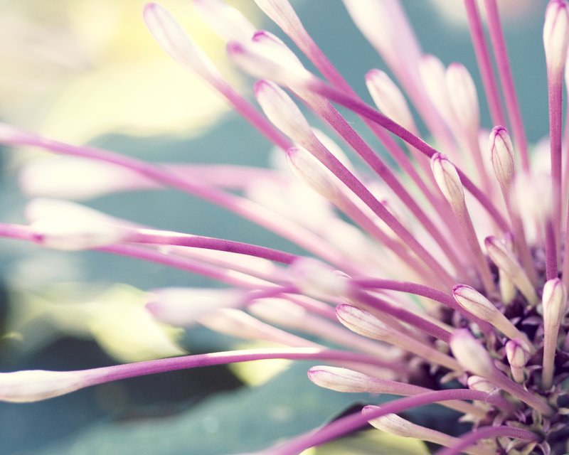 Delicates.jpg :: Floral macro photography