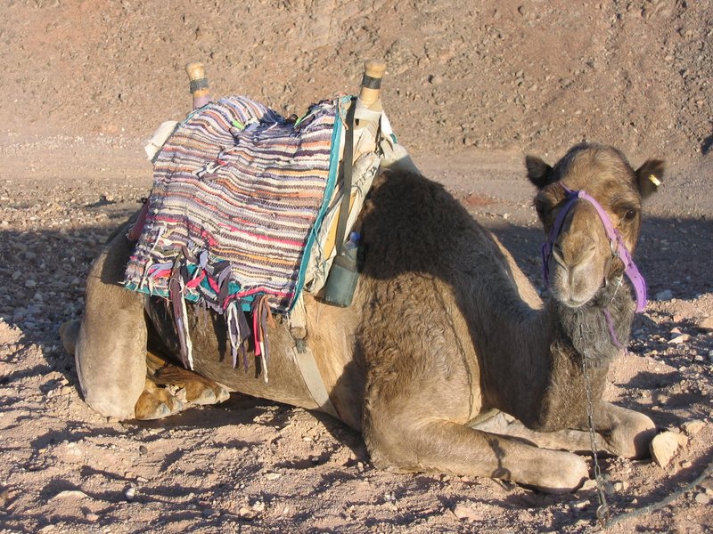 Desert Camel.jpg :: Arabian camel