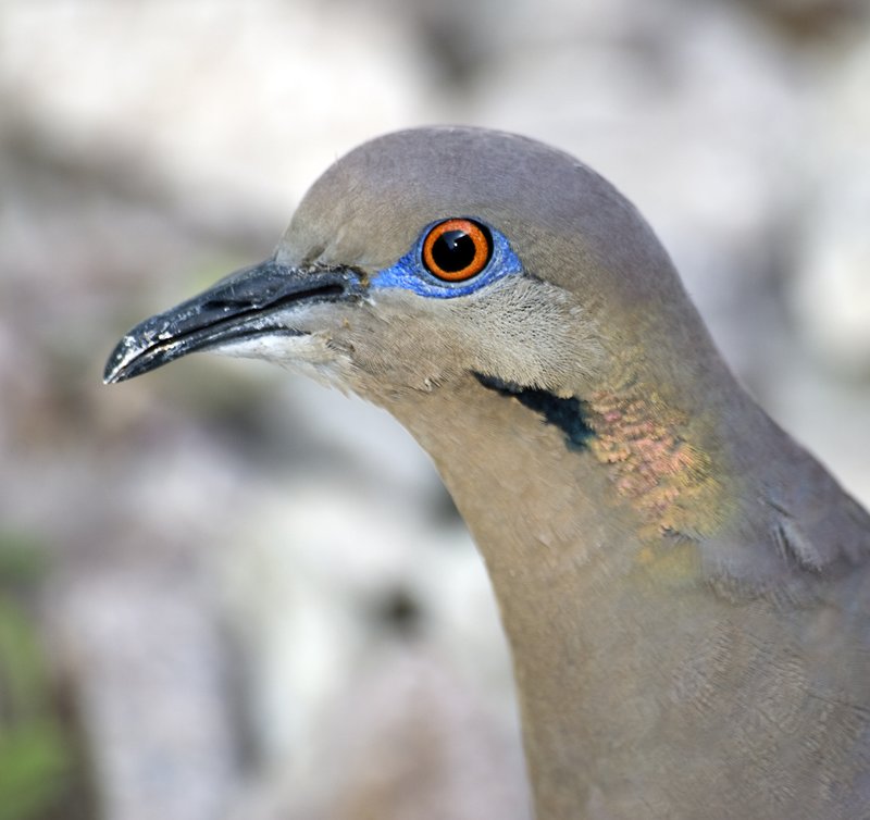 Dove.jpg :: Stock images are available for download at $3.00 each (plus .50 PayPal fee) and are transferred at full resolution and are Royalty and Copyright free and can be used in commercial work.