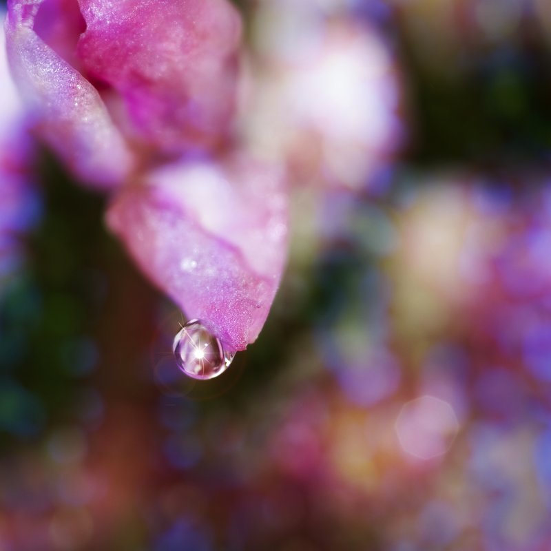 Dream Upon a Dewdrop.jpg :: ©2009 www.lkgphoto.com