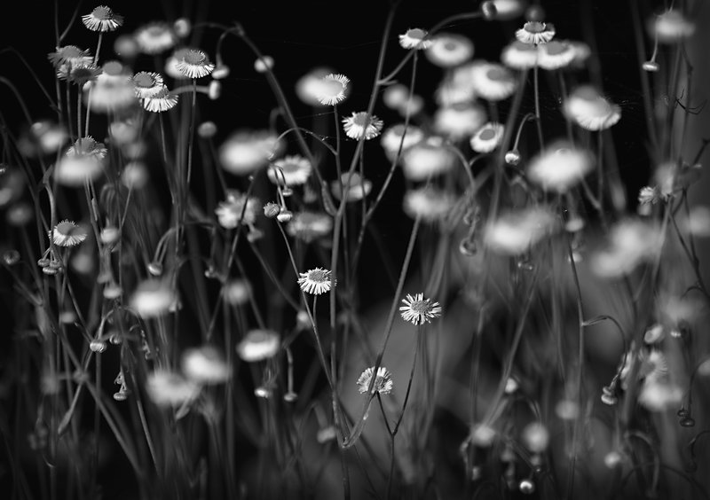 Dream a Little Dream for Me.jpg :: Taken in the Everglades, Florida