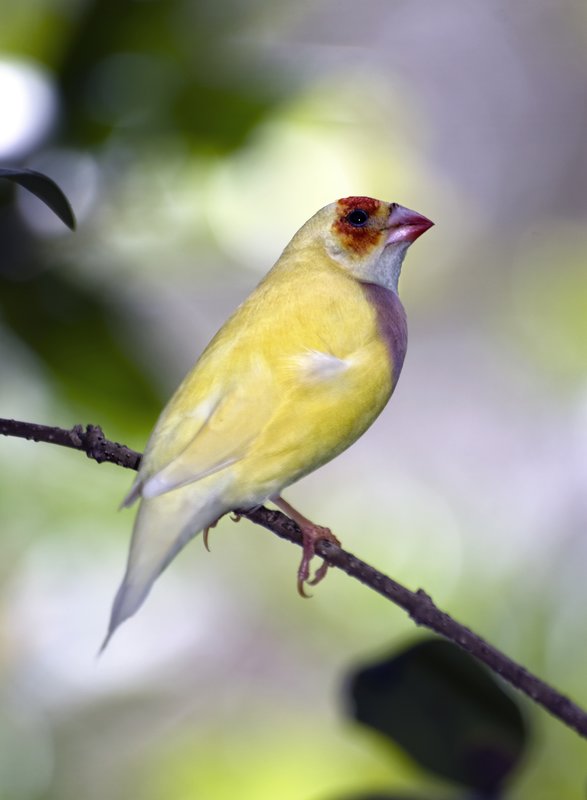 Dressed in Yellow.jpg :: Happy little fellow,
dressed in yellow.
