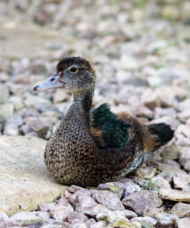 Duckling at Rest.jpg :: ©2011 LKG Photography