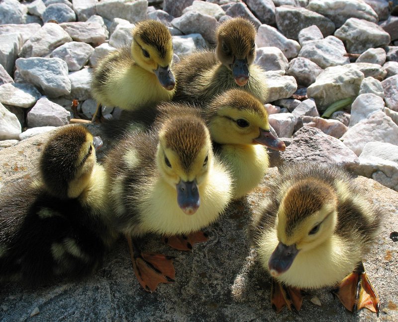 Ducklings.jpg :: A clutch of baby Muscovy ducklings