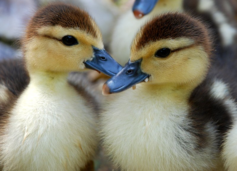 Ducky Kisses.jpg :: Stock images are available for download at $3.00 each (plus .50 PayPal fee) and are transferred at full resolution and are Royalty and Copyright free and can be used in commercial work.
