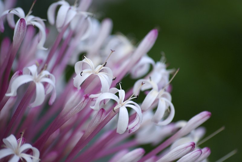 Earth Laughs In Flowers.jpg :: Earth laughs in flowers.
Ralph Waldo Emerson