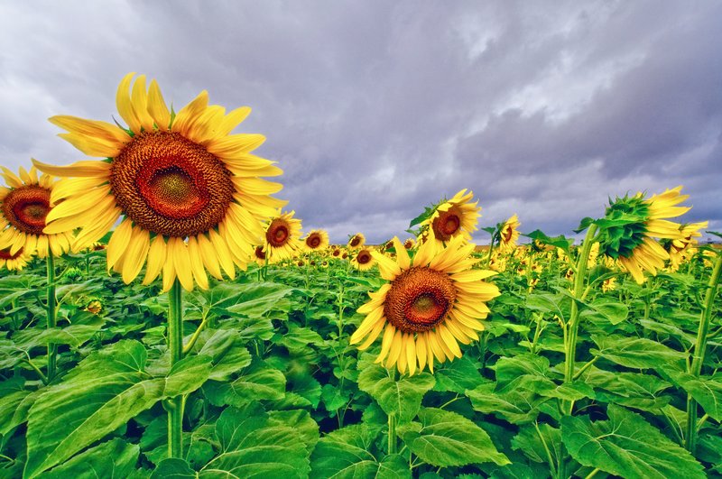 Enchanted Sunflowers.jpg :: Light-enchanted sunflower,thou who gazest ever true and tender on the sun's revolving splendour.
Pedro Calderon de la Barca
