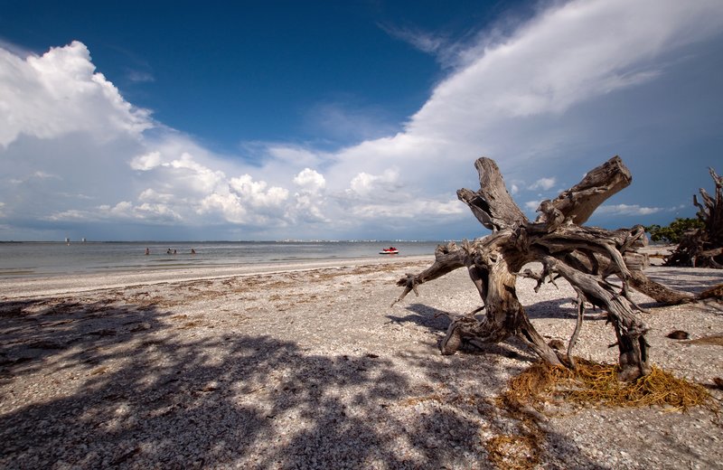 Ent Walking Towards the Sea.jpg :: Oh yes, this Ent made it to the water and enjoyed a nice afternoon dip in the Gulf. :)

©2010 LKG Photography