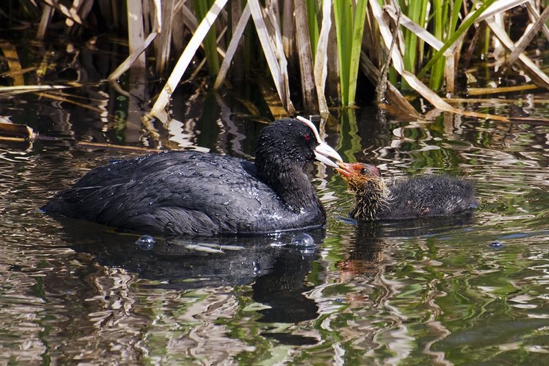 Eurasian Coot with Chick.jpg :: ©2013 LKG Photography