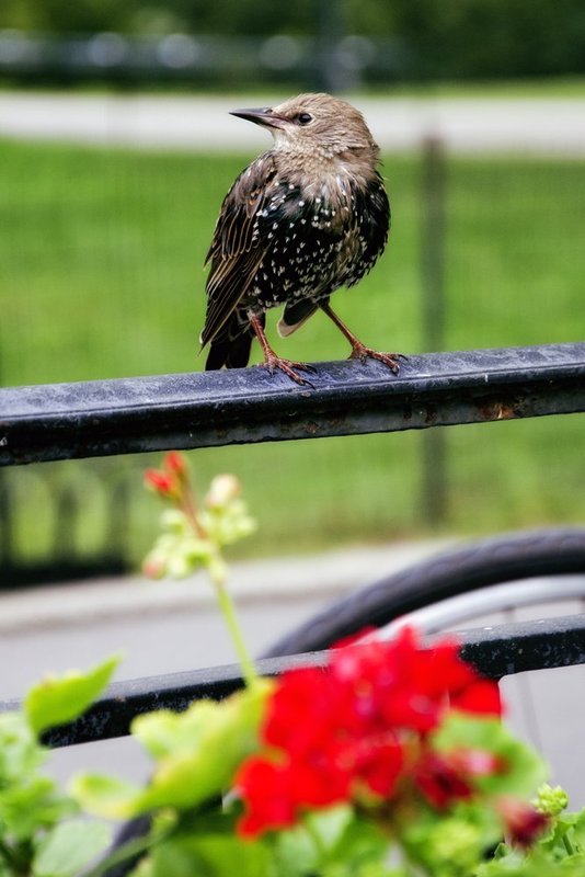 European Starling 1.jpg :: ©2012 LKG Photography
