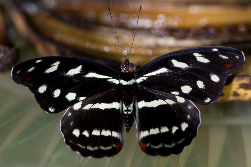 Female Grecian Shoemaker Butterfly.jpg :: ©2010 LKG Photography
