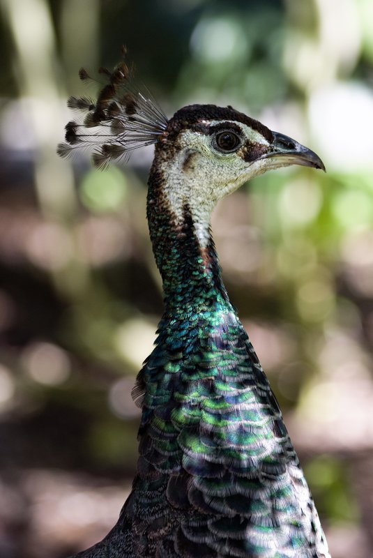 Female Peacock.jpg :: ©2010 LKG Photography