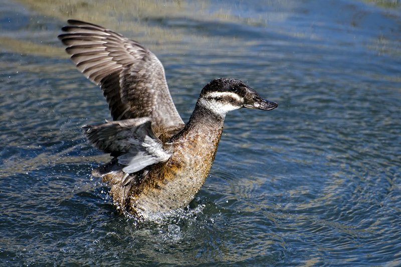 Female Ruddy Duck.jpg :: © 2014 LKG Photography