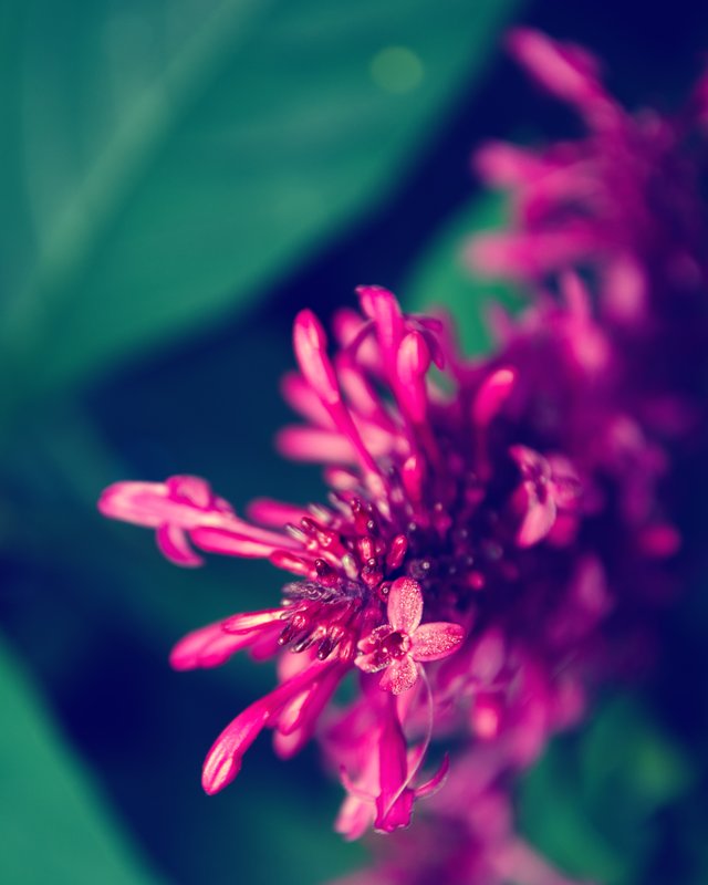 First Blush.jpg :: © 2012 LKG Photography
