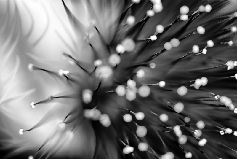 Fleeing the Shadows.jpg :: Abstract floral image with a bit of a dark side.