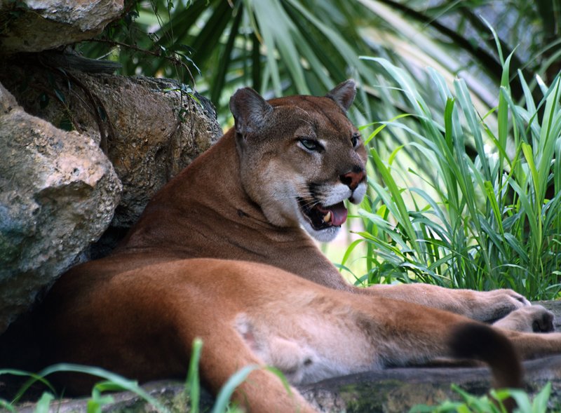 Florida Panther.jpg :: Stock images are available for download at $3.00 each (plus .50 PayPal fee) and are transferred at full resolution and are Royalty and Copyright free and can be used in commercial work.
