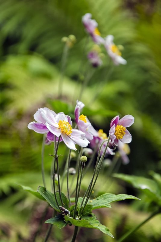 Flowers Make People Better.jpg :: ©2013 LKG Photography