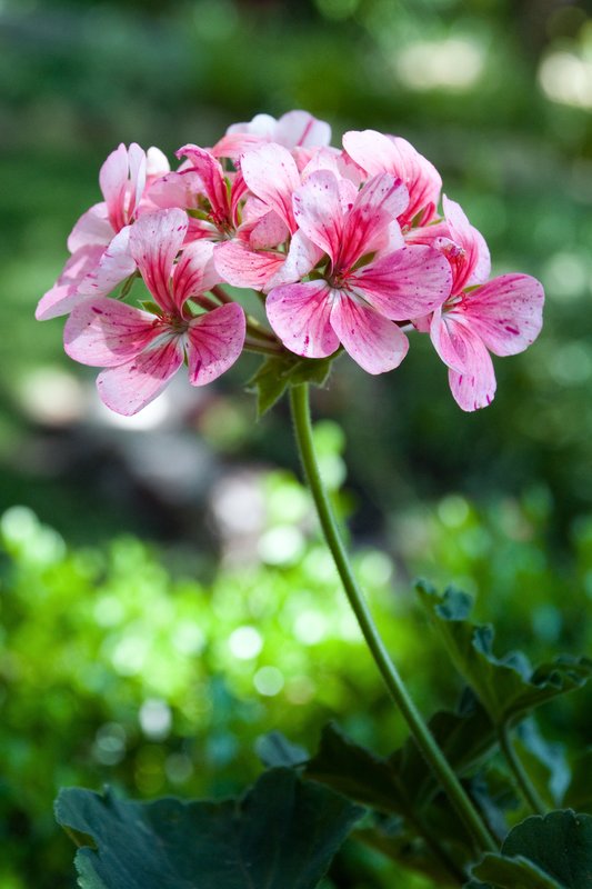 Flowers are Happy Things.jpg :: ~P.G. Wodehouse

©2010 LKG Photography