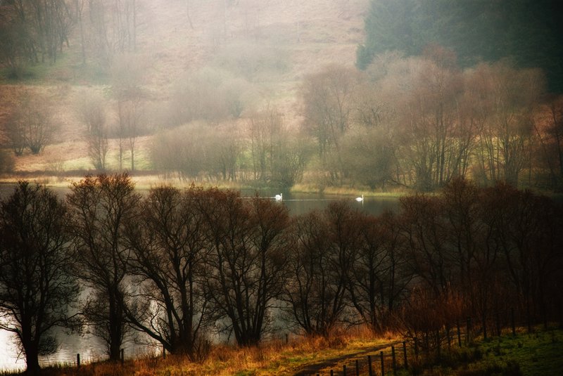 Foggy Morning on Carbeth Loch.jpg :: ©2010 LKG Photography