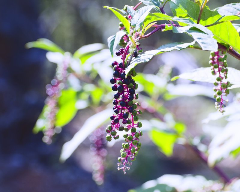 Forest Grapes.jpg :: ©2012 LKG Photography