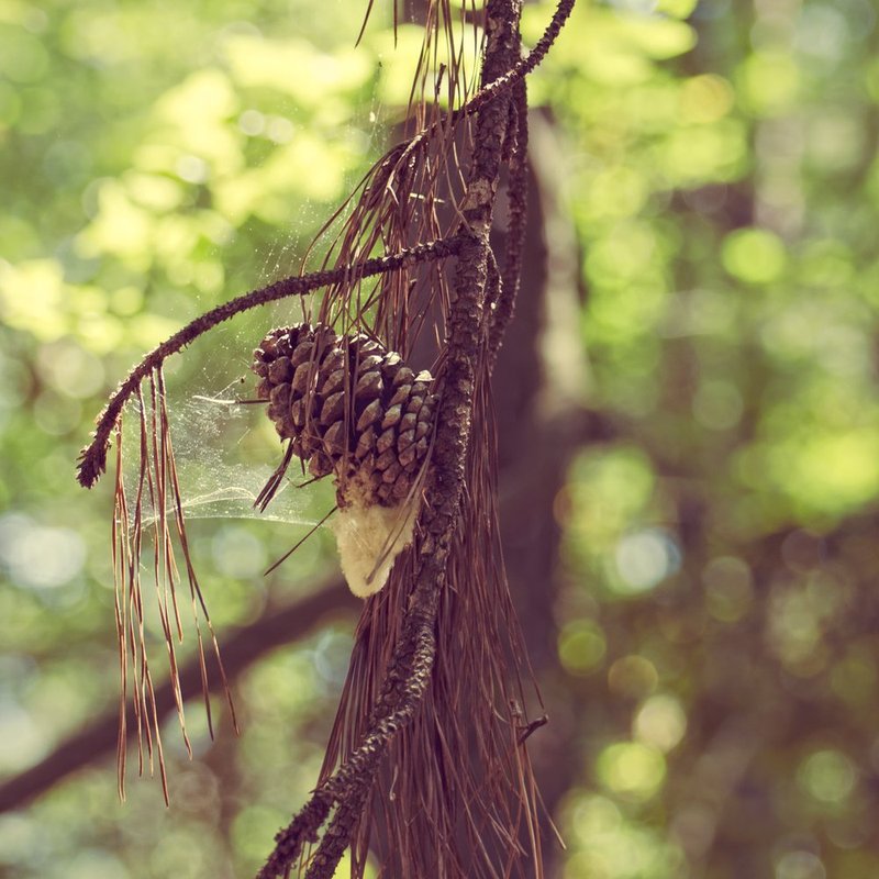 Forest Pine.jpg :: ©2012 LKG Photography