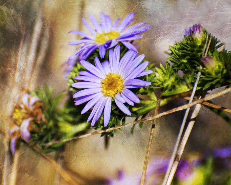 Forest Purples.jpg :: ©2012 LKG Photography