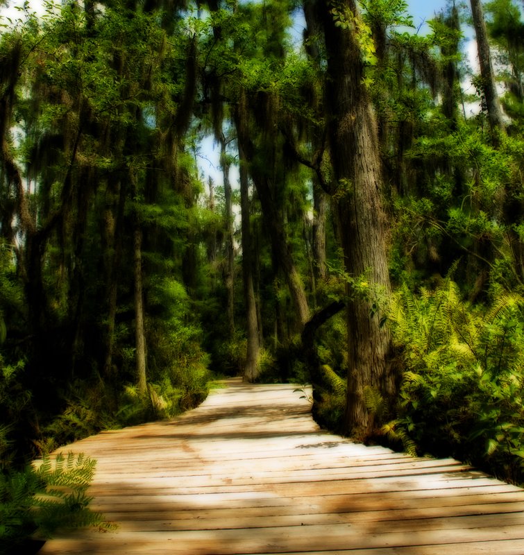 Forest with Boardwalk.jpg :: Stock images are available for download at $3.00 each (plus .50 PayPal fee) and are transferred at full resolution and are Royalty and Copyright free and can be used in commercial work.