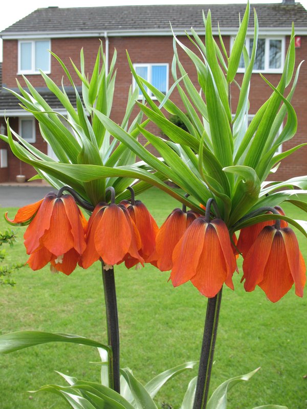 Fritillaria Aurora.jpg :: Upside down flowers known as Fritillaria Aurora