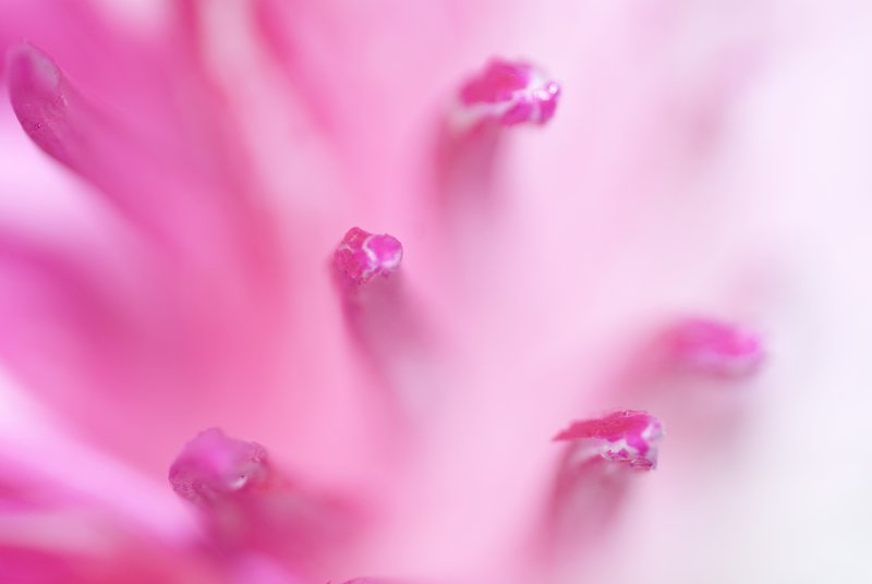 From a Sea of Pink.jpg :: ©2009 www.lkgphoto.com
