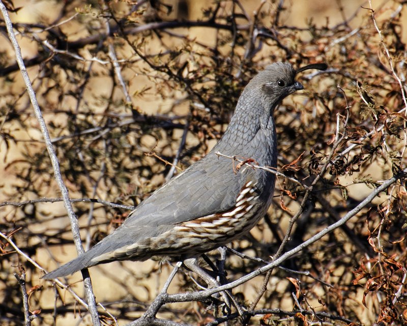 Gambels Quail.jpg :: ©2012 LKG Photography