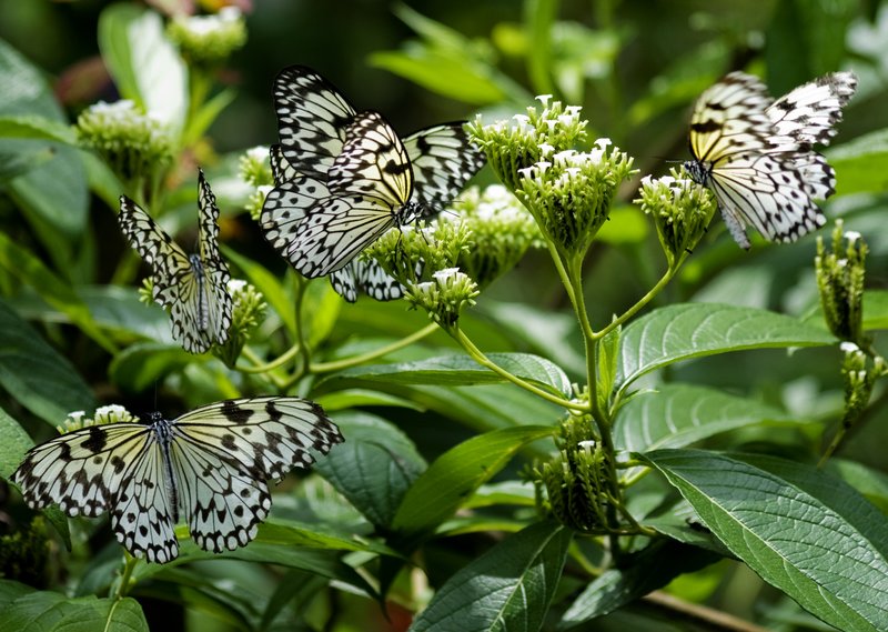 Gathering of Nymphs.jpg :: Gathering of Tree Nymph Butterflies