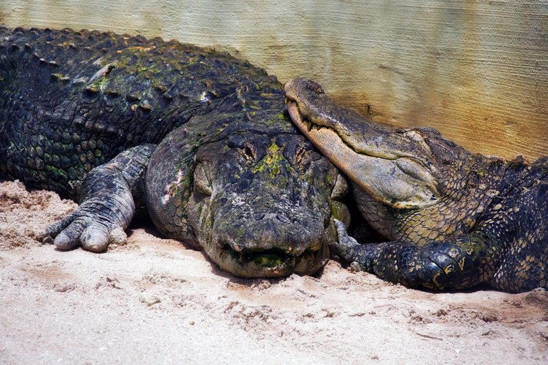Gator Love.jpg :: Everyone deserves to be loved. :)

©2010 LKG Photography