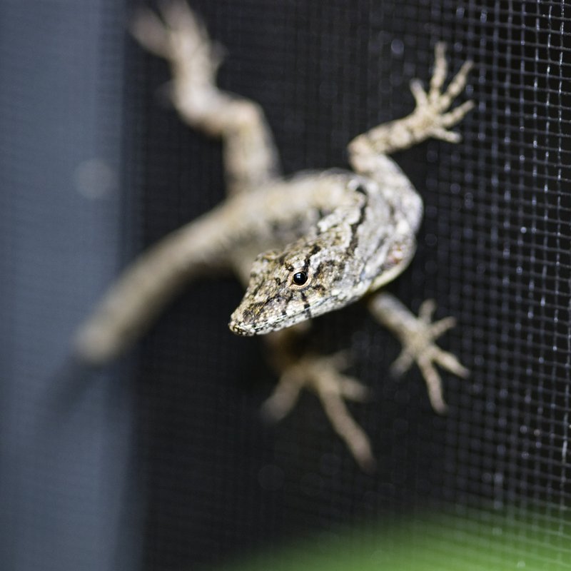 Gecko on the Screen.jpg :: ©2010 LKG Photography