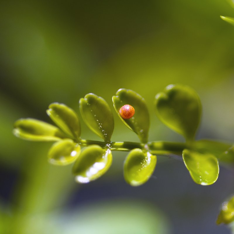 Giant Swallowtail Butterfly Egg.jpg :: ©2010 LKG Photography