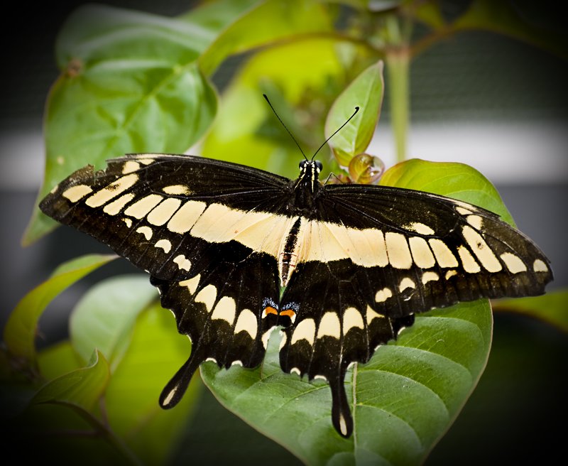 Giant Swallowtail Butterfly.jpg :: Stock images are available for download at $3.00 each (plus .50 PayPal fee) and are transferred at full resolution and are Royalty and Copyright free and can be used in commercial work.