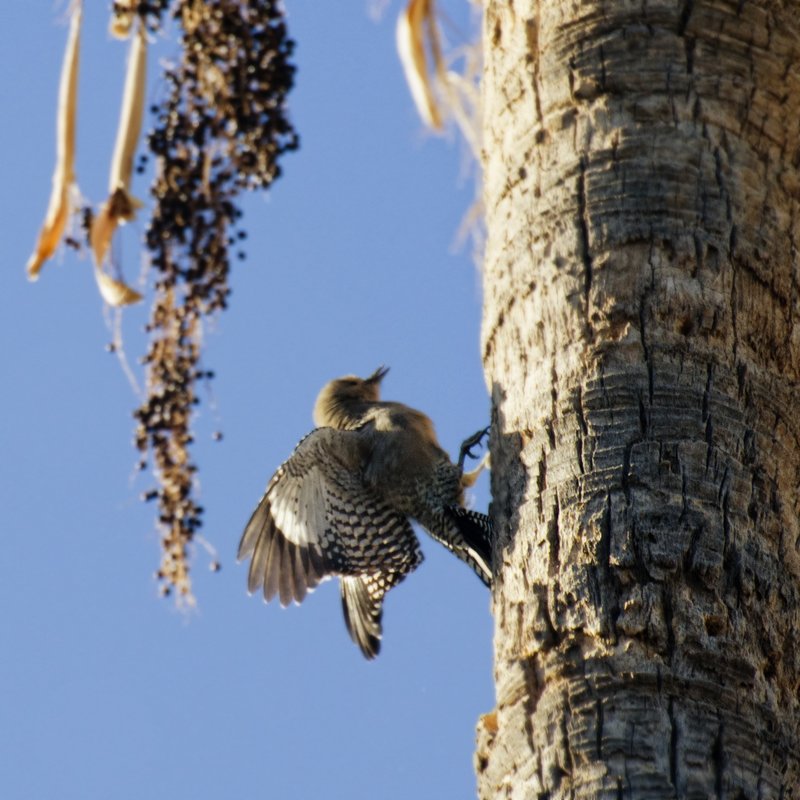 Gila Woodpecker on Palm.jpg :: ©2012 LKG Photography