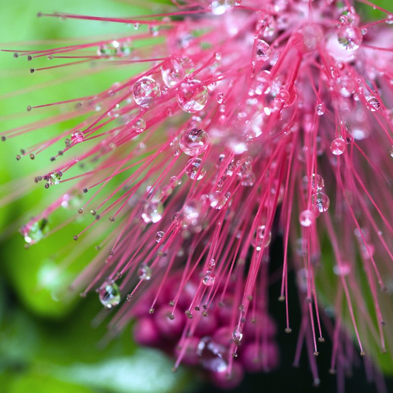 Glistening Diamonds of Pink.jpg :: After a rain, in the garden. Lovely pink pompom flowers.