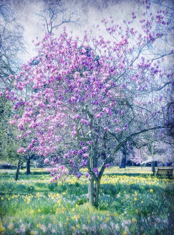 Glossed with Springtime Sheen.jpg :: Taken in the gardens of Hampton Court Palace
©2009 www.lkgphoto.com