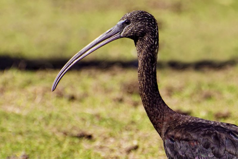 Glossy Ibis Portrait.jpg :: ©2013 LKG Photography