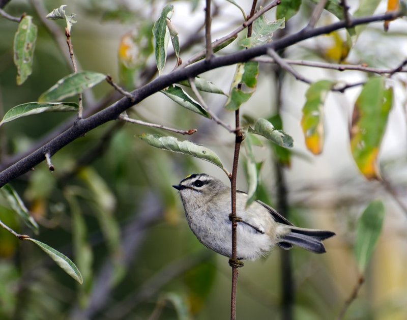 Golden Crowned Kinglet.jpg :: ©2013 LKG Photography