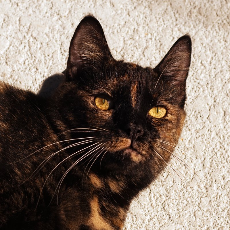 Golden Eyes.jpg :: Torti with golden eyes