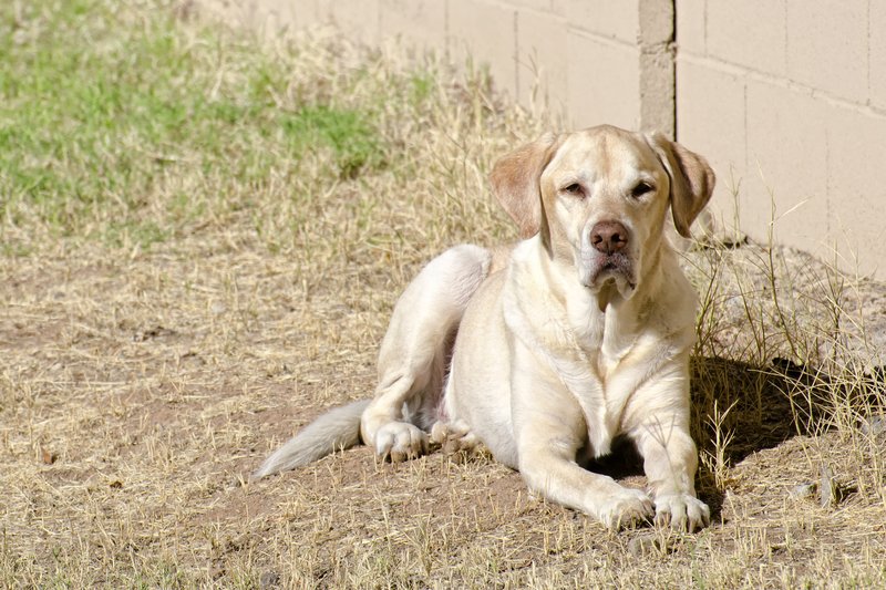 Golden Labrador in Yard.jpg :: ©2012 LKG Photography