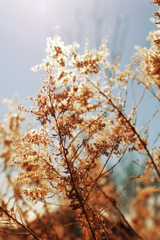 Golden Sunlight.jpg :: ©2011 LKG Photography