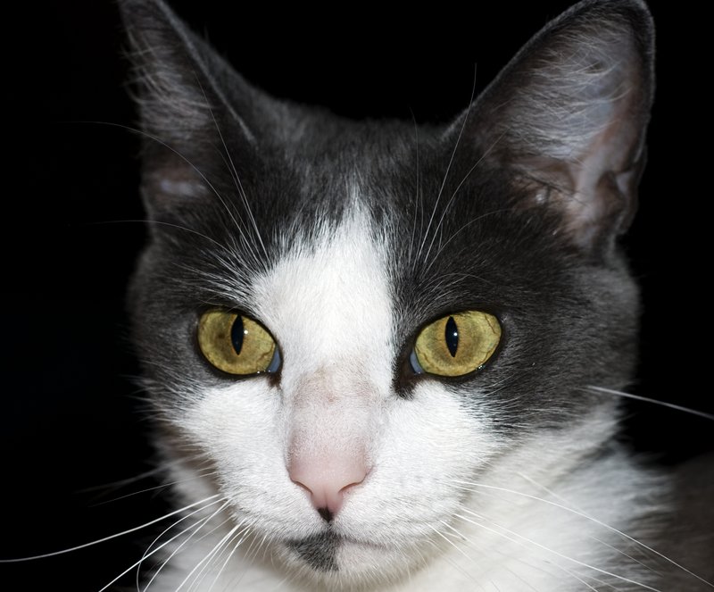 Gray and White Cat.jpg :: Stock images are available for download at $3.00 each (plus .50 PayPal fee) and are transferred at full resolution and are Royalty and Copyright free and can be used in commercial work.